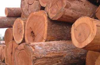 Madeireira Florentino - Foto 1