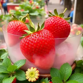 festival de morango